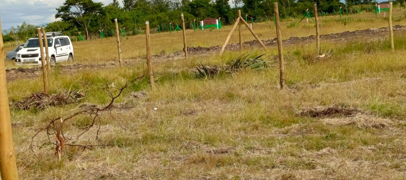 Juja Murage plot